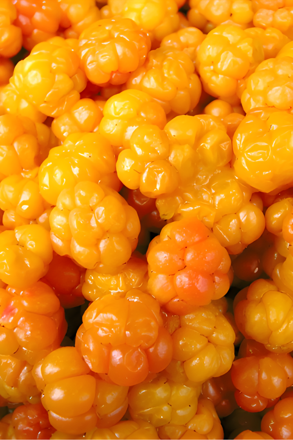 Cloudberry Hydrating Gel Moisturizer + Snow Algae