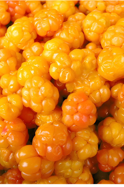 Cloudberry Hydrating Gel Moisturizer + Snow Algae